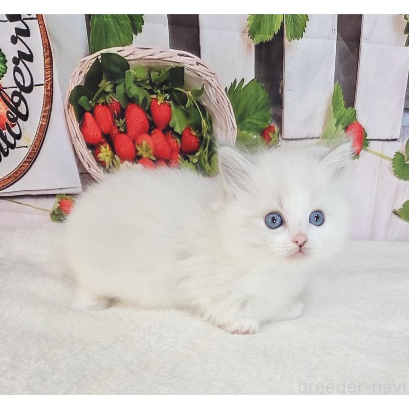 販売中の奈良県のラグドール-138065の3枚目