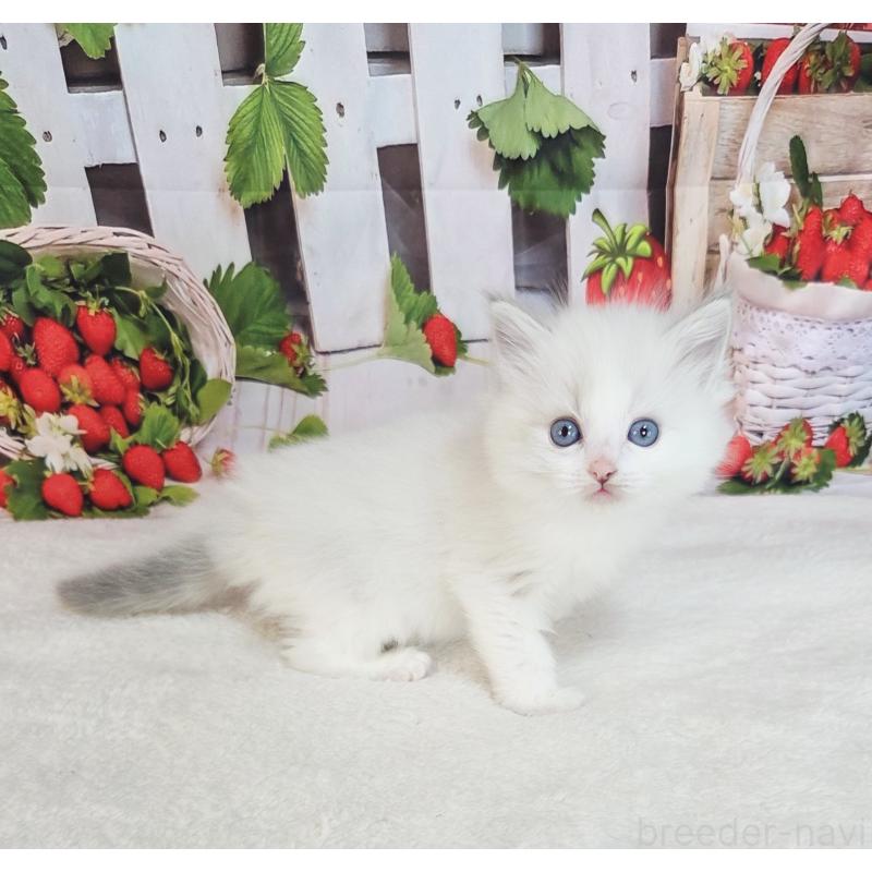 販売中の奈良県のラグドール-138065の2枚目