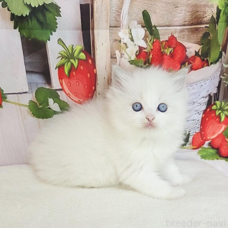 販売中の奈良県のラグドール-138064の7枚目