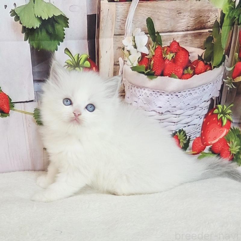 販売中の奈良県のラグドール-138064の6枚目