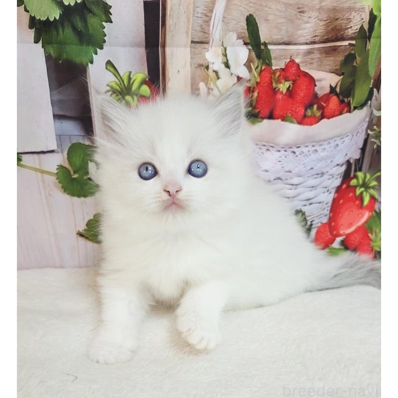 販売中の奈良県のラグドール-138064の5枚目