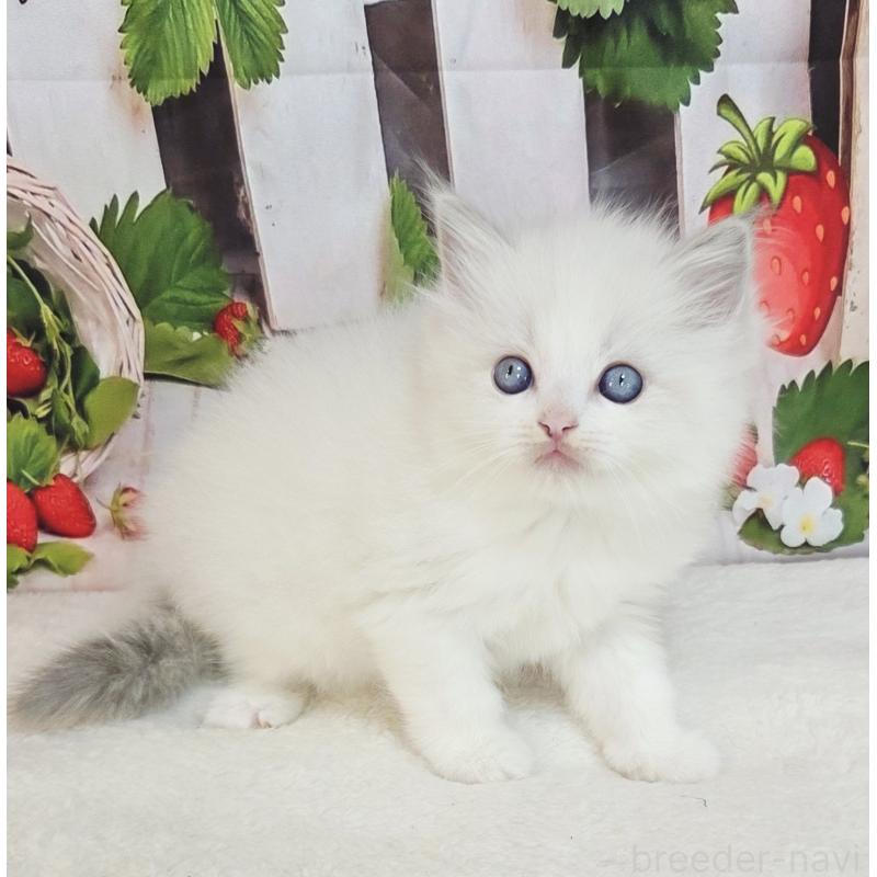 販売中の奈良県のラグドール-138064の4枚目