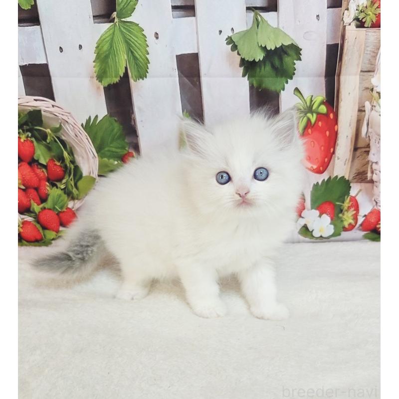 販売中の奈良県のラグドール-138064の3枚目