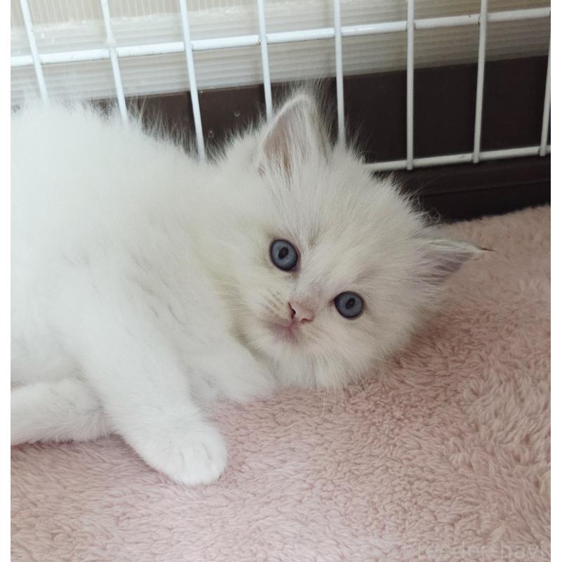 販売中の奈良県のラグドール-138064の2枚目