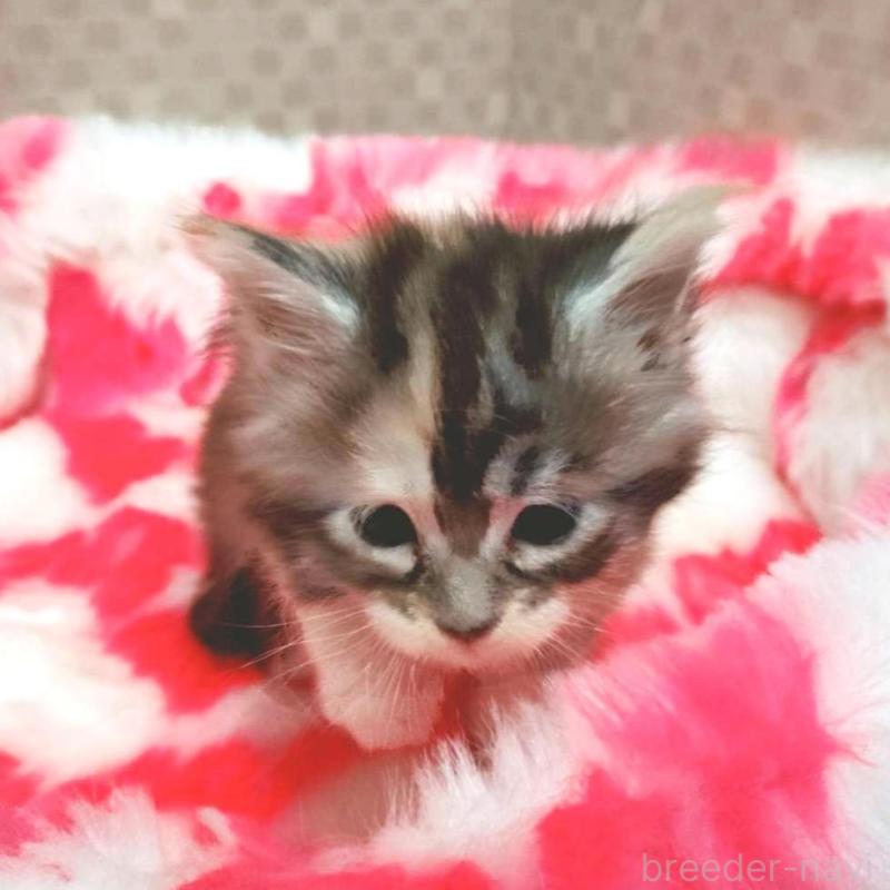 販売中の神奈川県のメインクーン-138067の6枚目