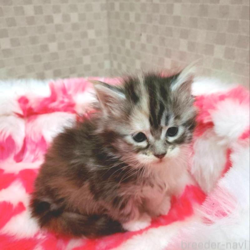 販売中の神奈川県のメインクーン-138067の1枚目