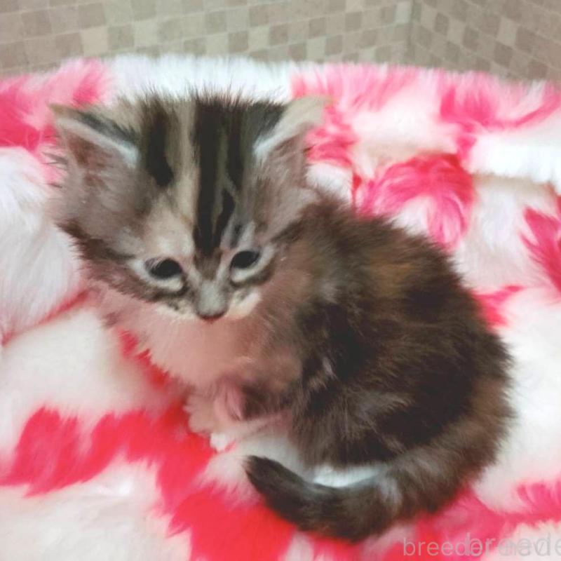 販売中の神奈川県のメインクーン-138067の4枚目