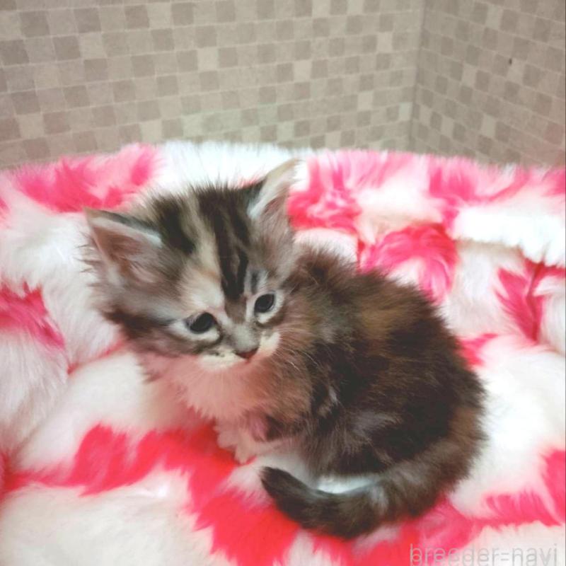 販売中の神奈川県のメインクーン-138067の3枚目