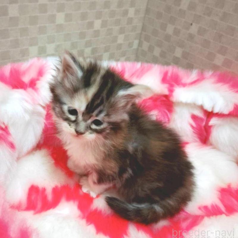 販売中の神奈川県のメインクーン-138067の2枚目