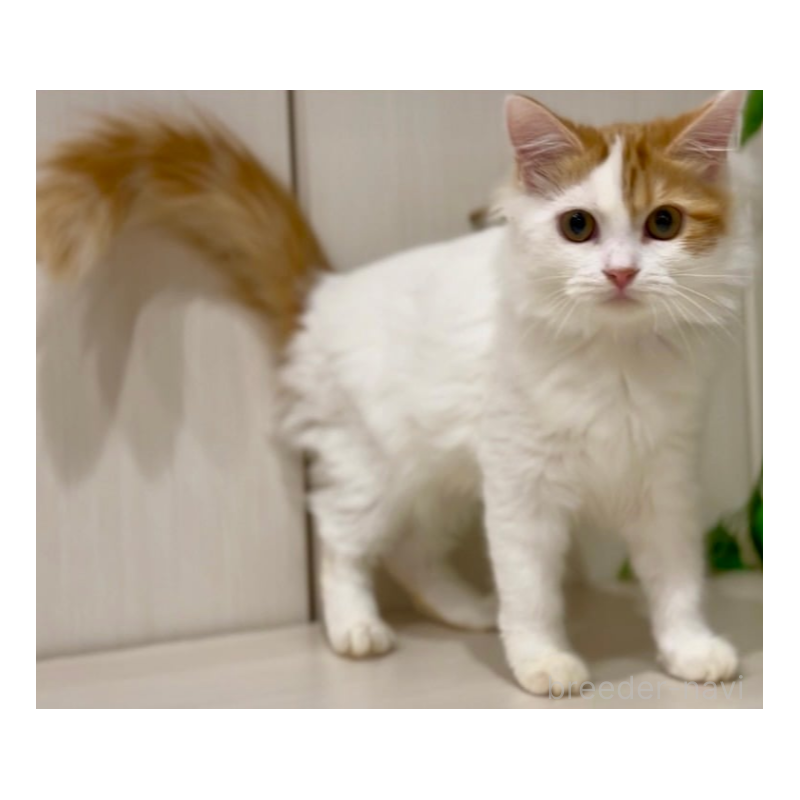 販売中の京都府のマンチカン-138068の9枚目