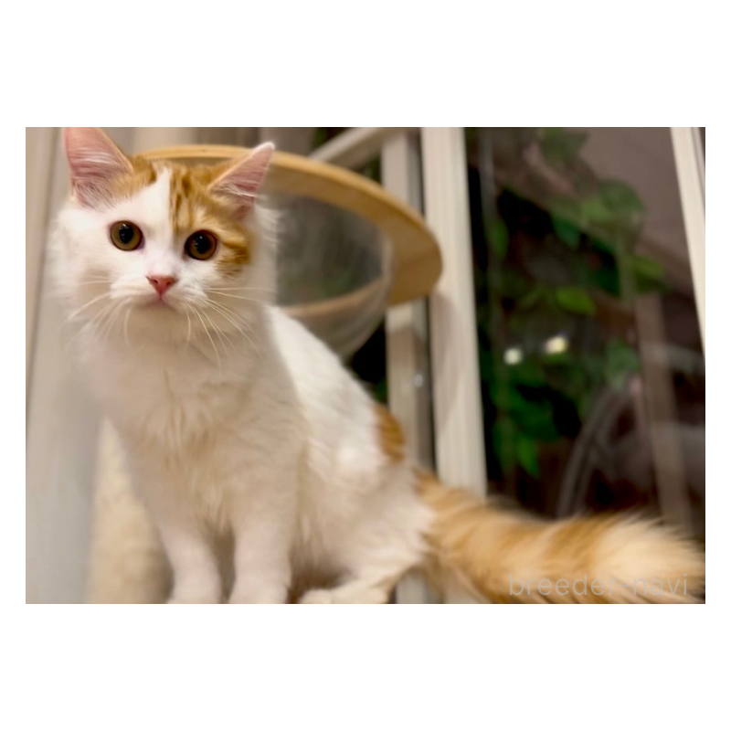 販売中の京都府のマンチカン-138068の8枚目