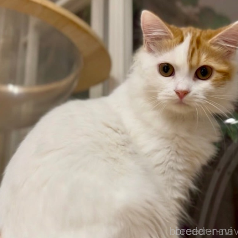 販売中の京都府のマンチカン-138068の7枚目