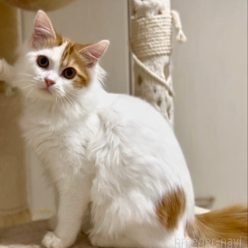 販売中の京都府のマンチカン-138068の6枚目