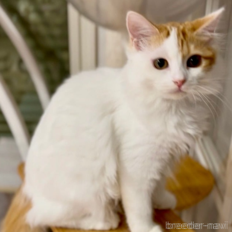 販売中の京都府のマンチカン-138068の5枚目