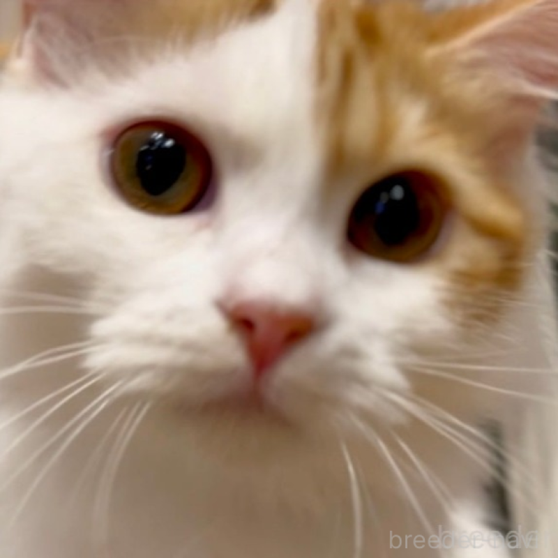 販売中の京都府のマンチカン-138068の4枚目