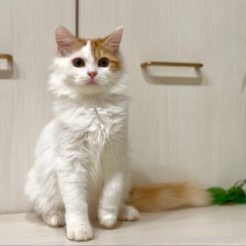 販売中の京都府のマンチカン-138068の3枚目