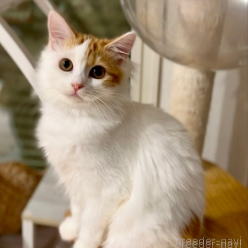 販売中の京都府のマンチカン-138068の2枚目