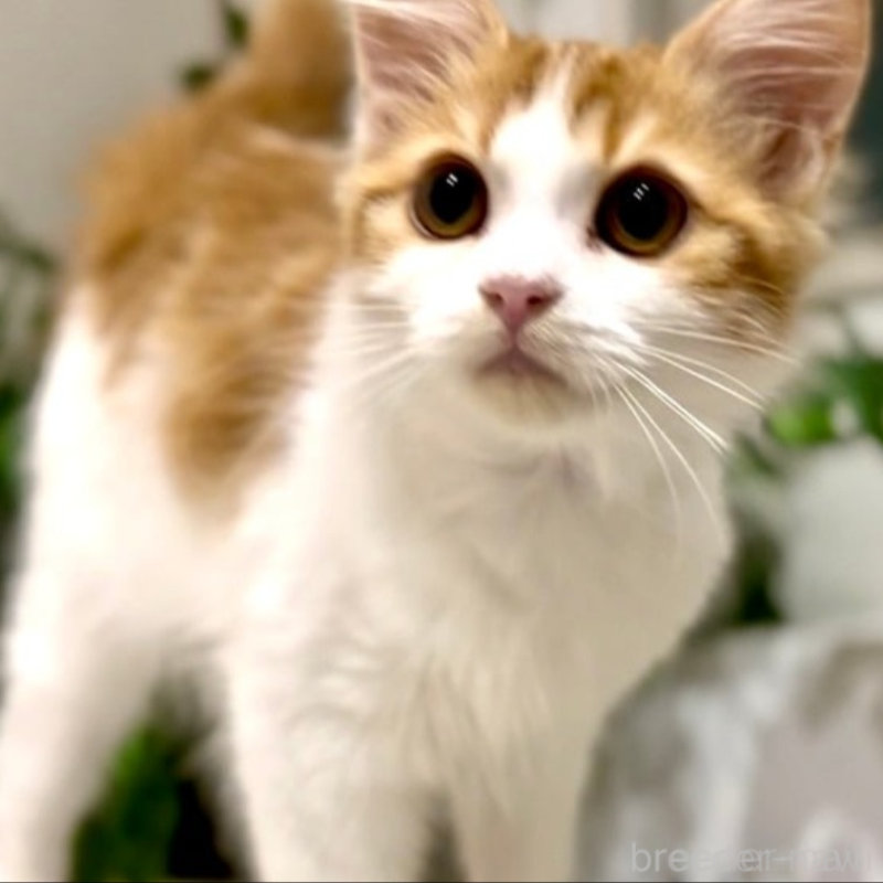 販売中の京都府のマンチカン-138070の6枚目