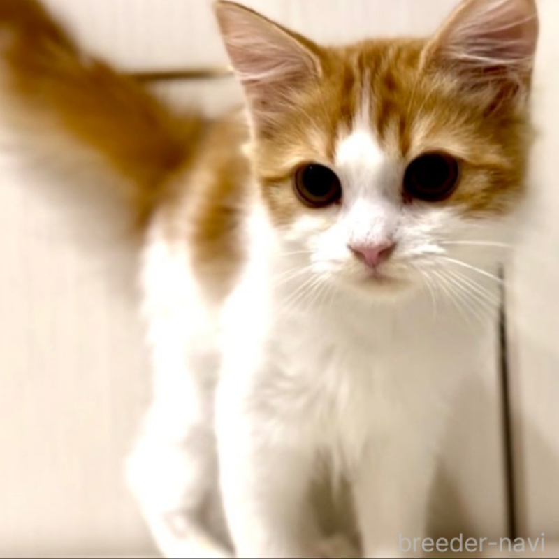 販売中の京都府のマンチカン-138070の5枚目