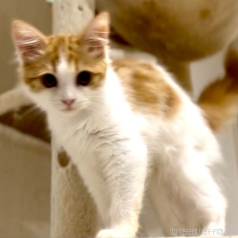 販売中の京都府のマンチカン-138070の4枚目