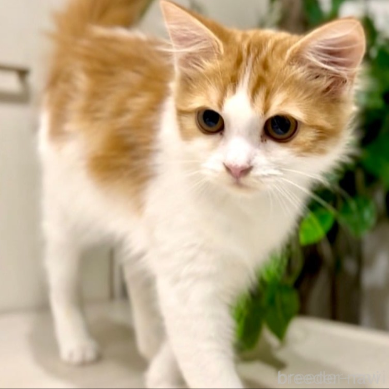 販売中の京都府のマンチカン-138070の3枚目