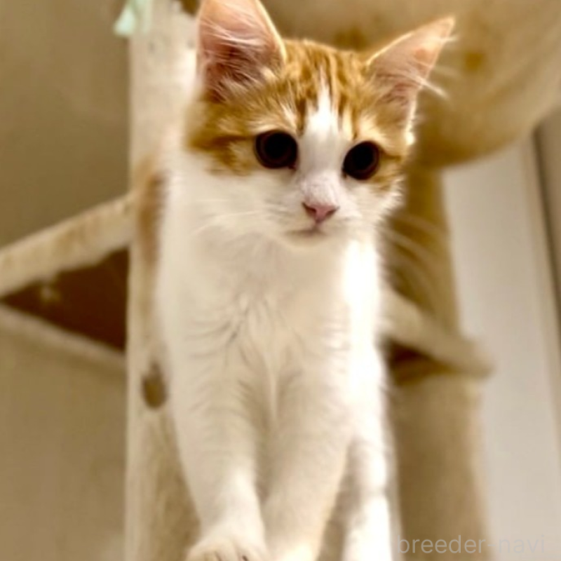 販売中の京都府のマンチカン-138070の2枚目