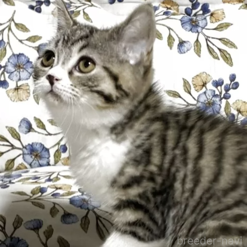 販売中の神奈川県のスコティッシュフォールド-138071の1枚目