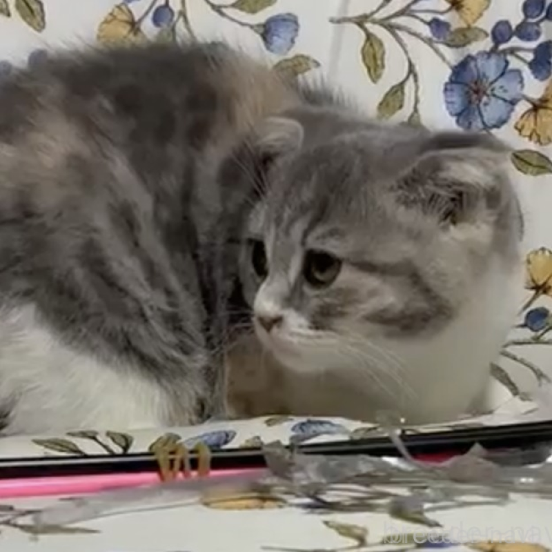 販売中の神奈川県のスコティッシュフォールド(折れ耳)-138073の3枚目