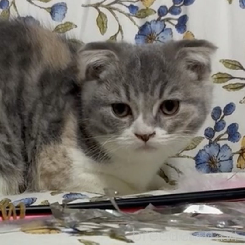 販売中の神奈川県のスコティッシュフォールド(折れ耳)-138073