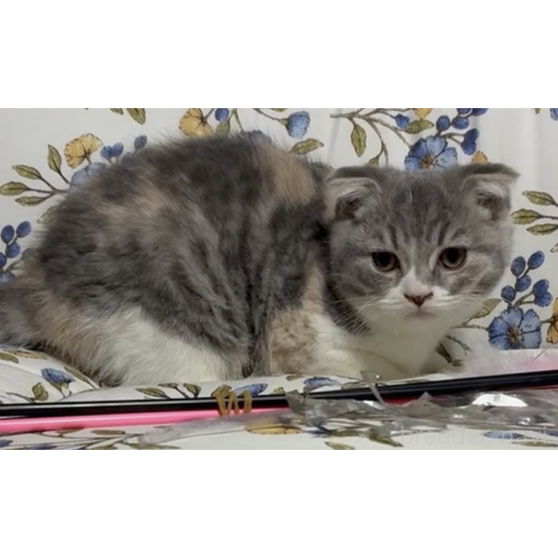 販売中の神奈川県のスコティッシュフォールド(折れ耳)-138073の2枚目