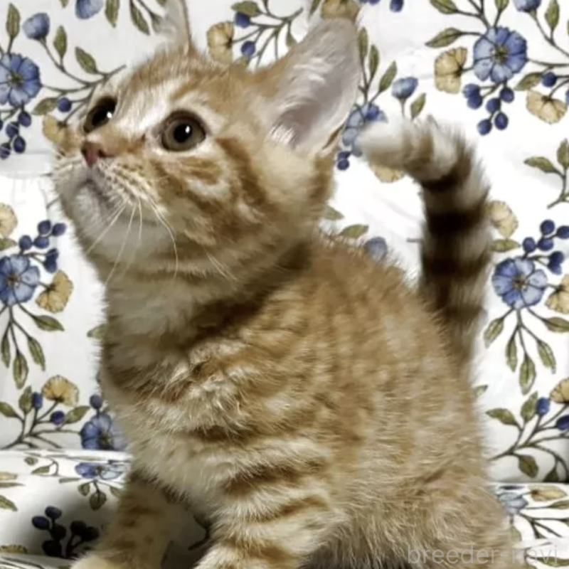 販売中の神奈川県のスコティッシュフォールド-138074の1枚目