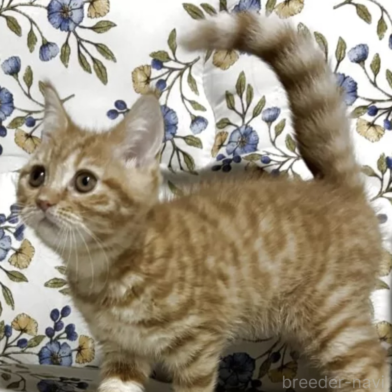 販売中の神奈川県のスコティッシュフォールド-138074の2枚目