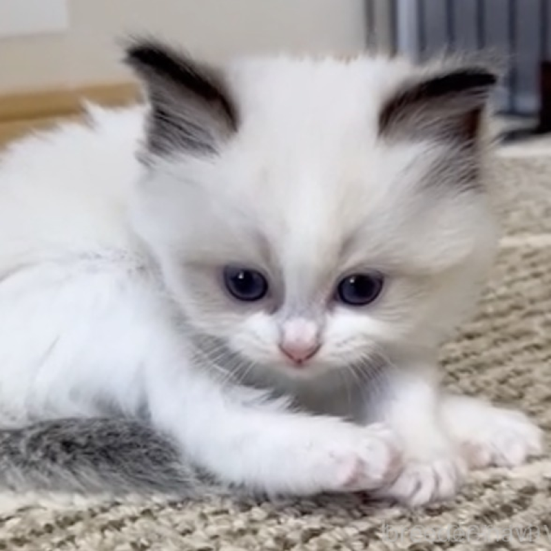 販売中の岡山県のラグドール-138075の2枚目