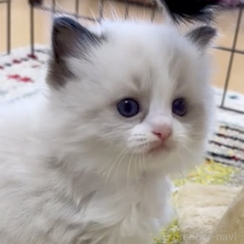 販売中の岡山県のラグドール-138076の2枚目