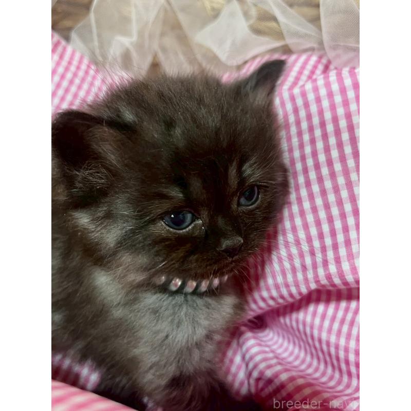 販売中の埼玉県のサイベリアン-138077の2枚目