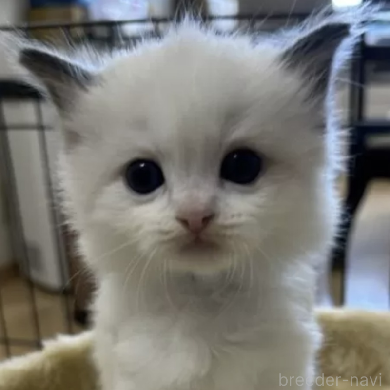 販売中の岡山県のラグドール-138078