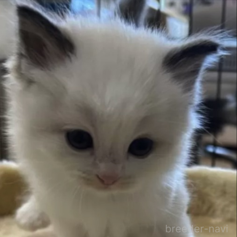 販売中の岡山県のラグドール-138078の2枚目