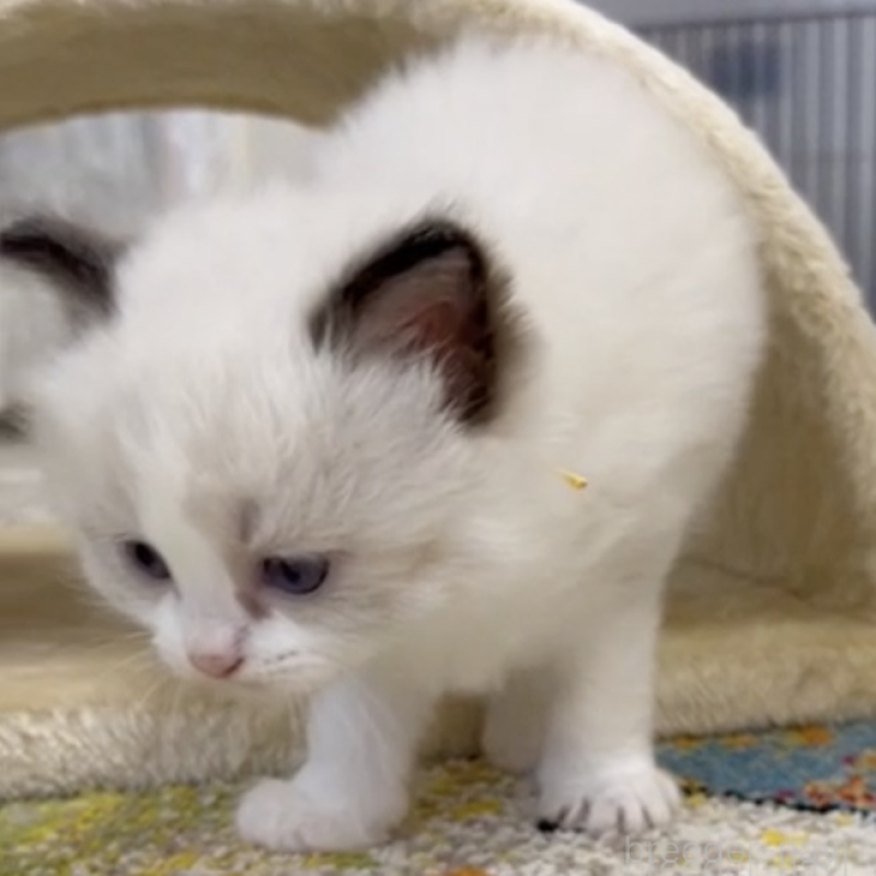 販売中の岡山県のラグドール-138079の2枚目