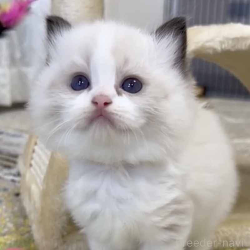 販売中の岡山県のラグドール-138079