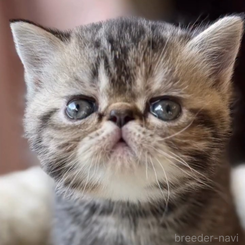 販売中の兵庫県のエキゾチックショートヘア-138082の1枚目