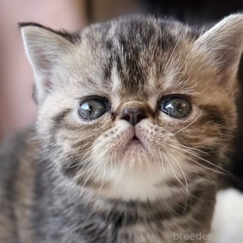 販売中の兵庫県のエキゾチックショートヘア-138082の8枚目