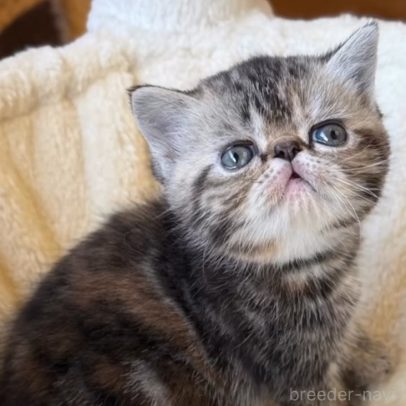 販売中の兵庫県のエキゾチックショートヘア-138082の7枚目