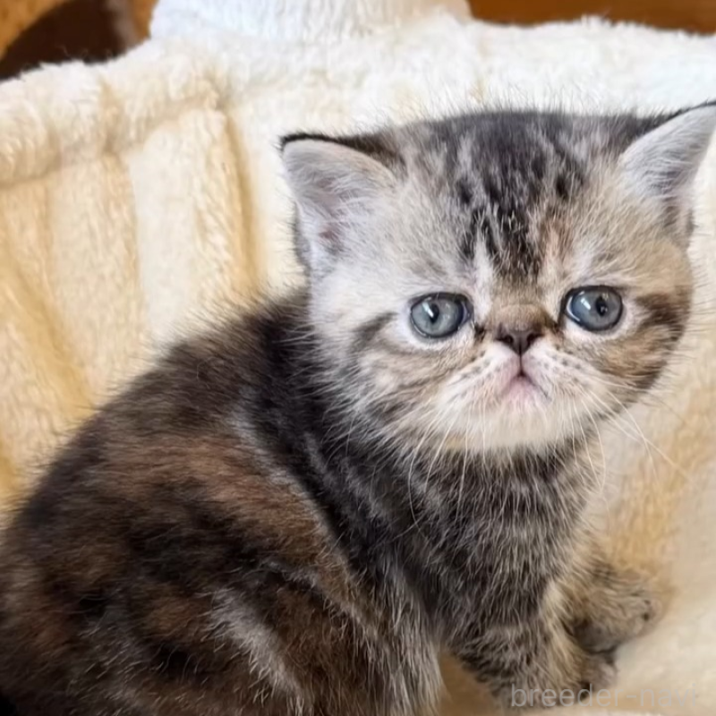 販売中の兵庫県のエキゾチックショートヘア-138082の5枚目