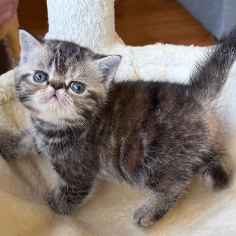 販売中の兵庫県のエキゾチックショートヘア-138082の4枚目