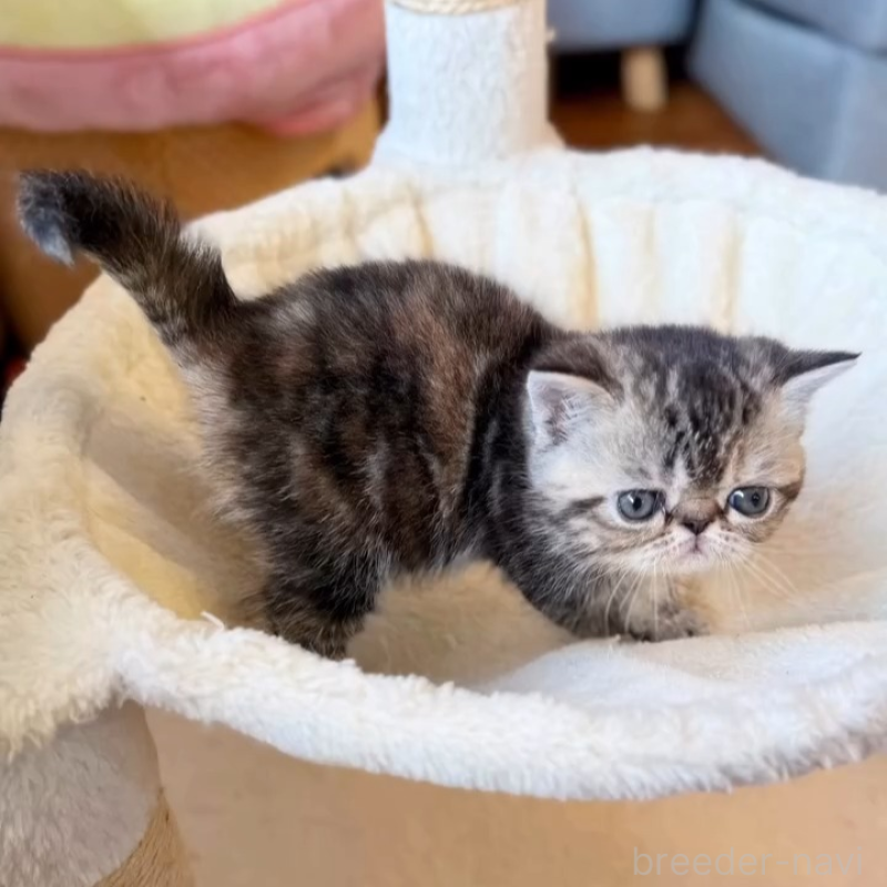 販売中の兵庫県のエキゾチックショートヘア-138082の3枚目