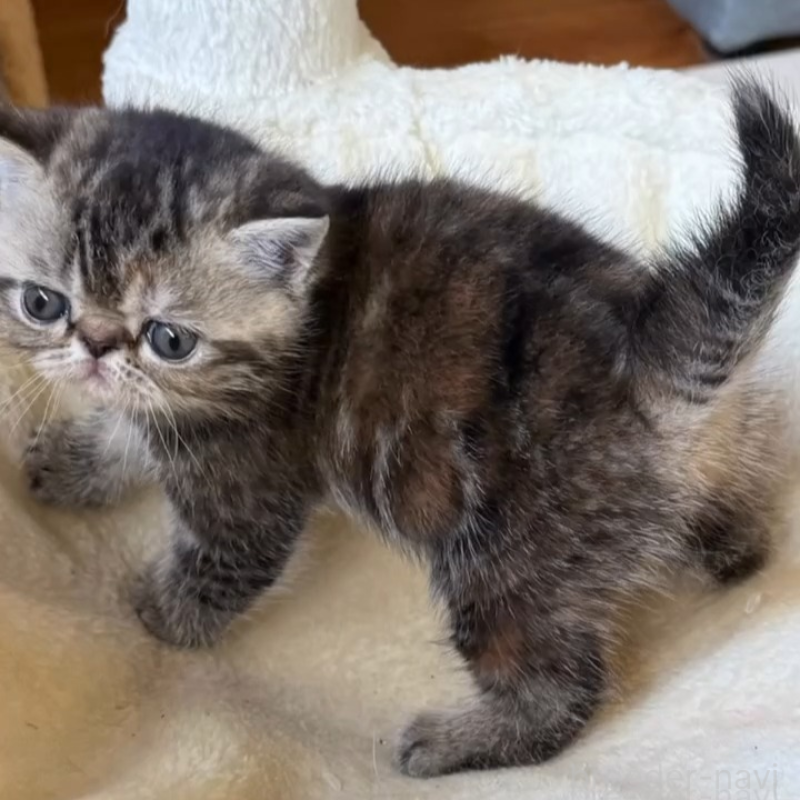 販売中の兵庫県のエキゾチックショートヘア-138082の2枚目