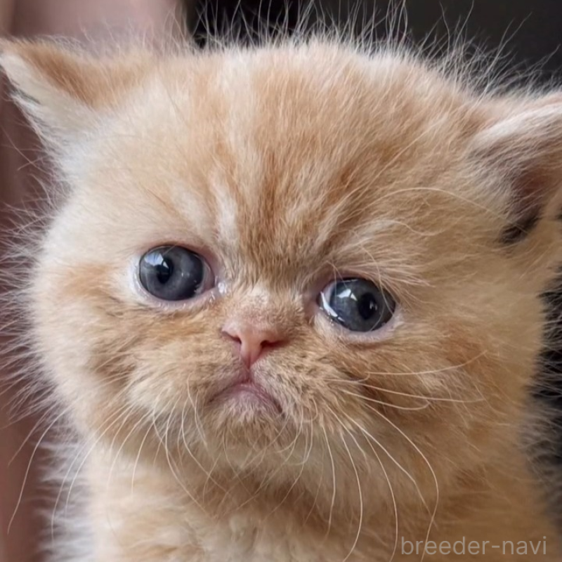 販売中の兵庫県のエキゾチックショートヘア-138083の1枚目