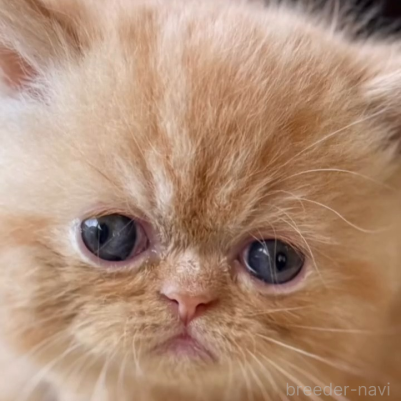 販売中の兵庫県のエキゾチックショートヘア-138083の7枚目