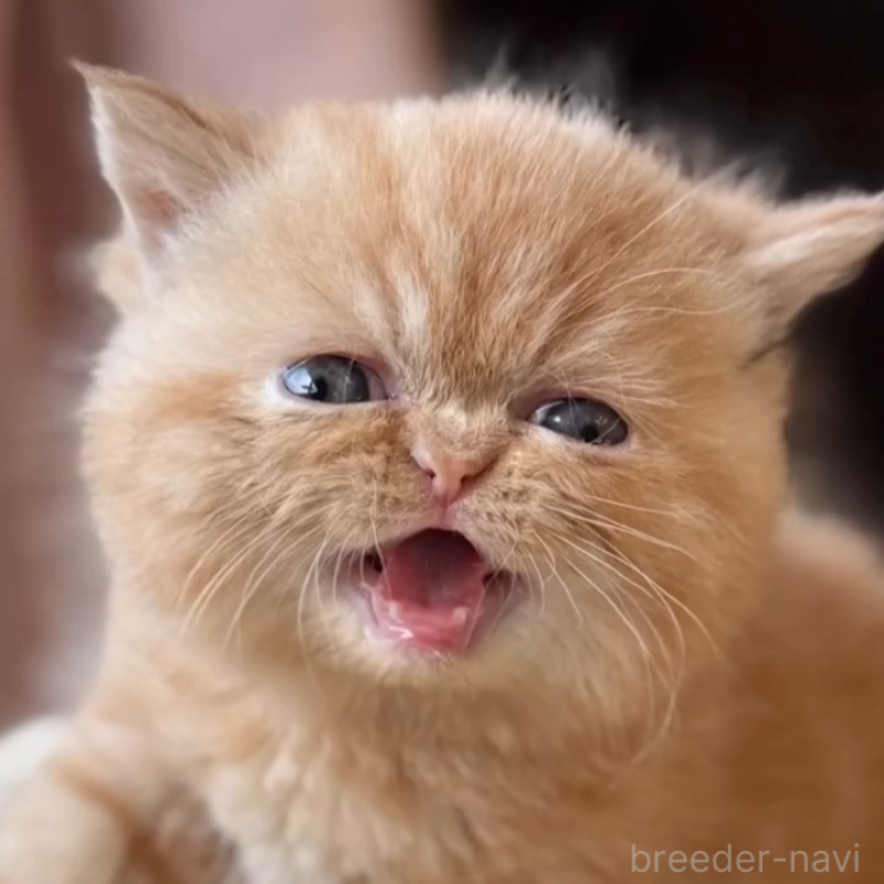 販売中の兵庫県のエキゾチックショートヘア-138083の6枚目