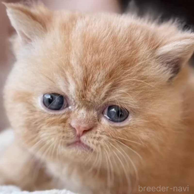 販売中の兵庫県のエキゾチックショートヘア-138083の5枚目